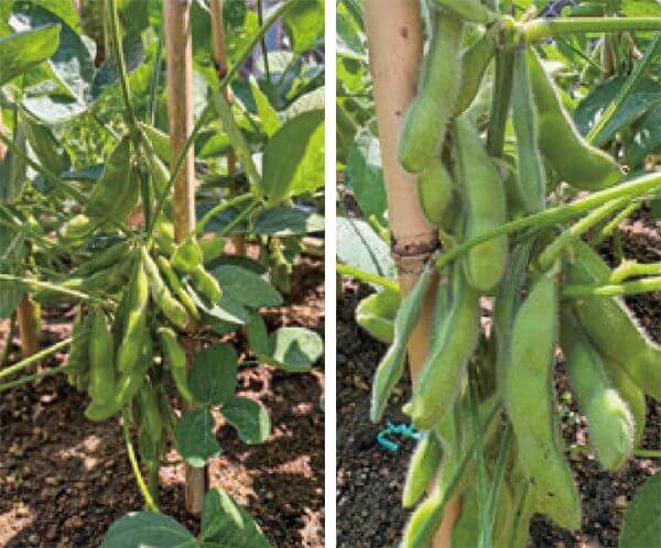 HB-101で、エダマメの実が大きく、実の入りが多く、おいしいです。