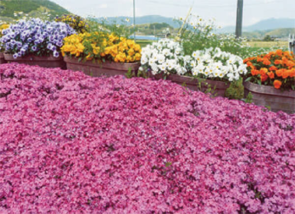 HB-101で、艶があり、生き生きと咲いていて、見事と言われています。