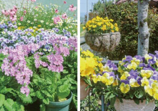 HB-101のおかげで、とても美しく、きれいな、お花が咲きました。