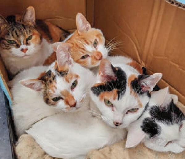 ニオイノンノをスプレーしているので、猫の臭いが消え、HB-101で、すごく元気です。