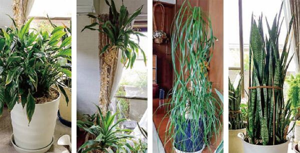 HB-101で、すべての植物が超元気で、艶があり、勢いがあり、すべて、とても美しいです。