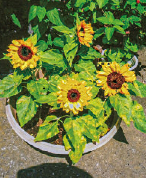 フローラさんから頂いた種から、ヒマワリが見事の咲きました。