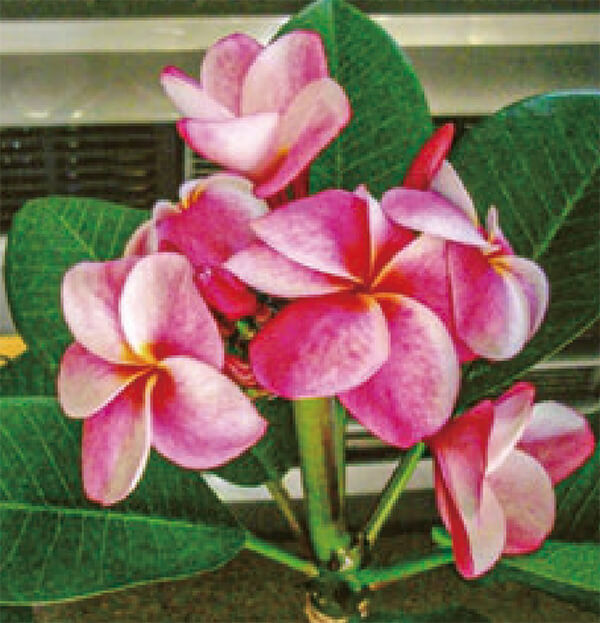 HB-101と顆粒HB-101で、ブルメリアが美しく咲いています。