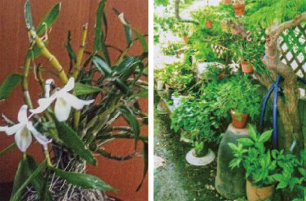 HB-101と顆粒HB-101のおかげで、植物が超元気に育っています。