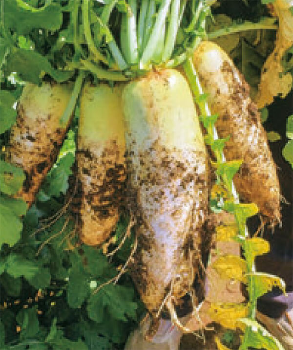 HB-101と顆粒HB-101で、立派な大根が出来ます。