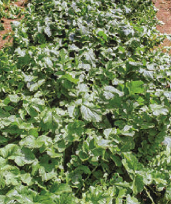 HB-101と顆粒HB-101で、生育に勢いがあります。