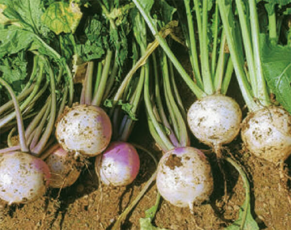 HB-101と顆粒HB-101で、かぶの色と艶と形と出来映えが良いです。