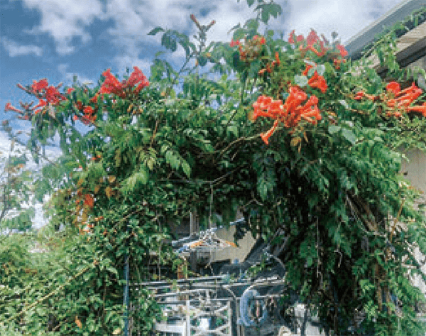 HB-101で我が家の花は、元気に美しく、沢山、咲いています。