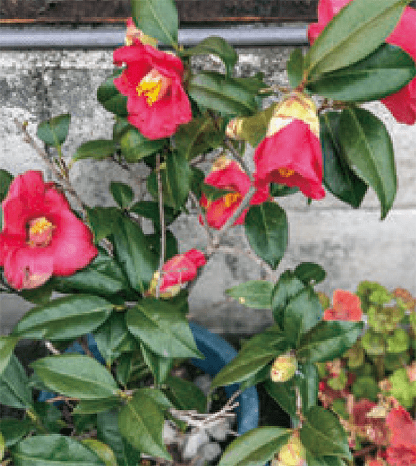 HB-101で、椿の蕾が沢山着き、椿の花が咲いています。