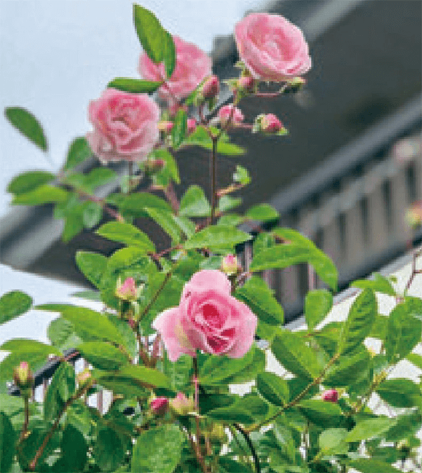 HB-101で、秋薔薇が美しく咲いています。