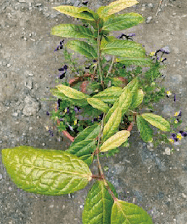 HB-101で、椿が超元氣に育ちます。