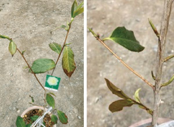 寒さで葉が茶色になっていた黄衣が、HB-101で枝先と枝の途中から、新芽がたくさん出てきました。