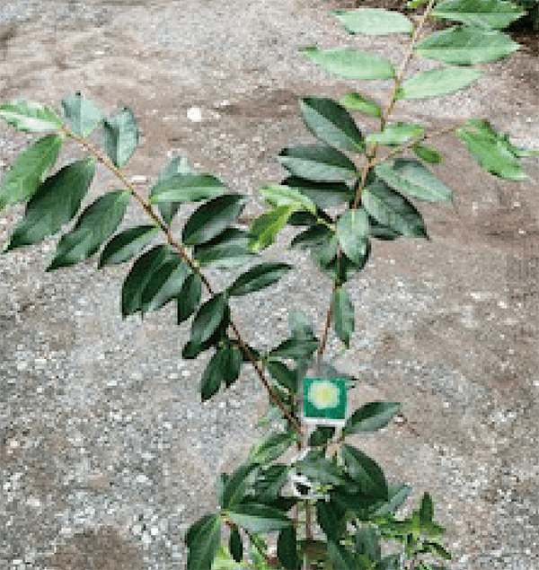 HB-101で、黄衣がどんどん大きな新葉を出し、元氣に生育しています。