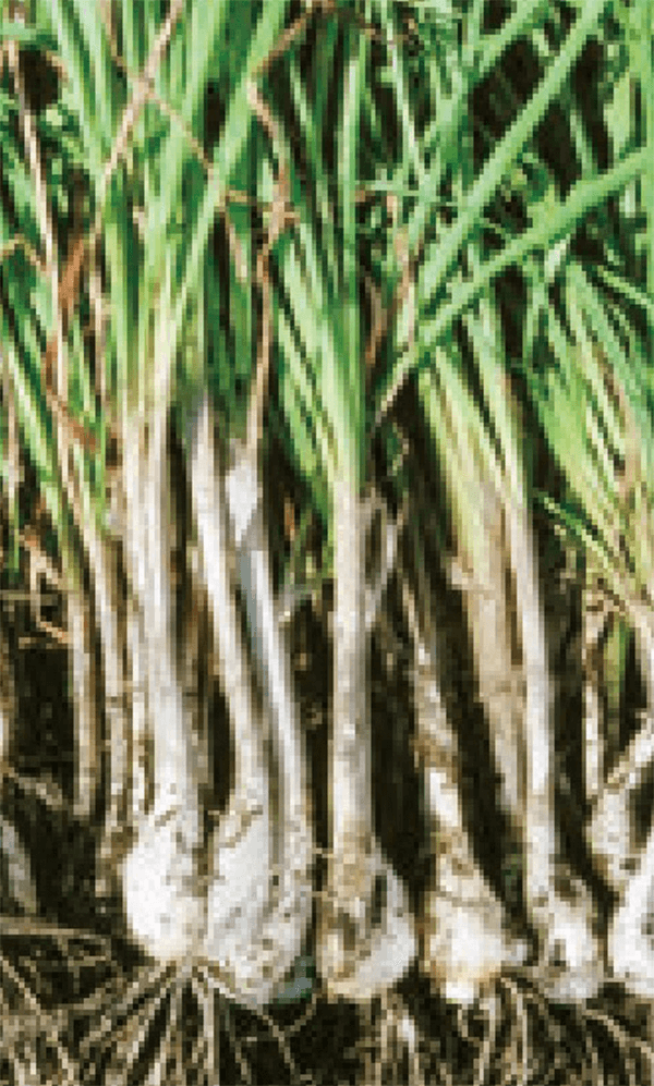 HB-101を与えたラッキョウは、根の張りと、分けつが抜群にすぐれ、歯ごたえが良く、香りが芳醇です。