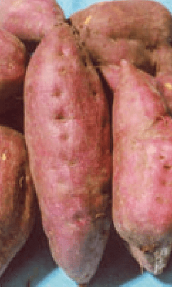 HB-101で育てたサツマイモの「紅はるか」は、肌が美しく、美味しさが際立っています。