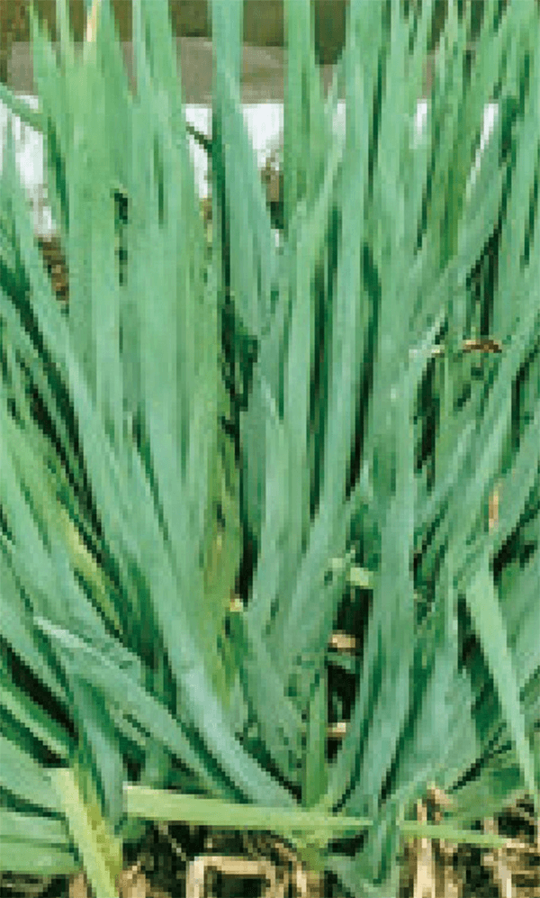 HB-101を使用してネギを栽培し、分けつの良さに驚きました。