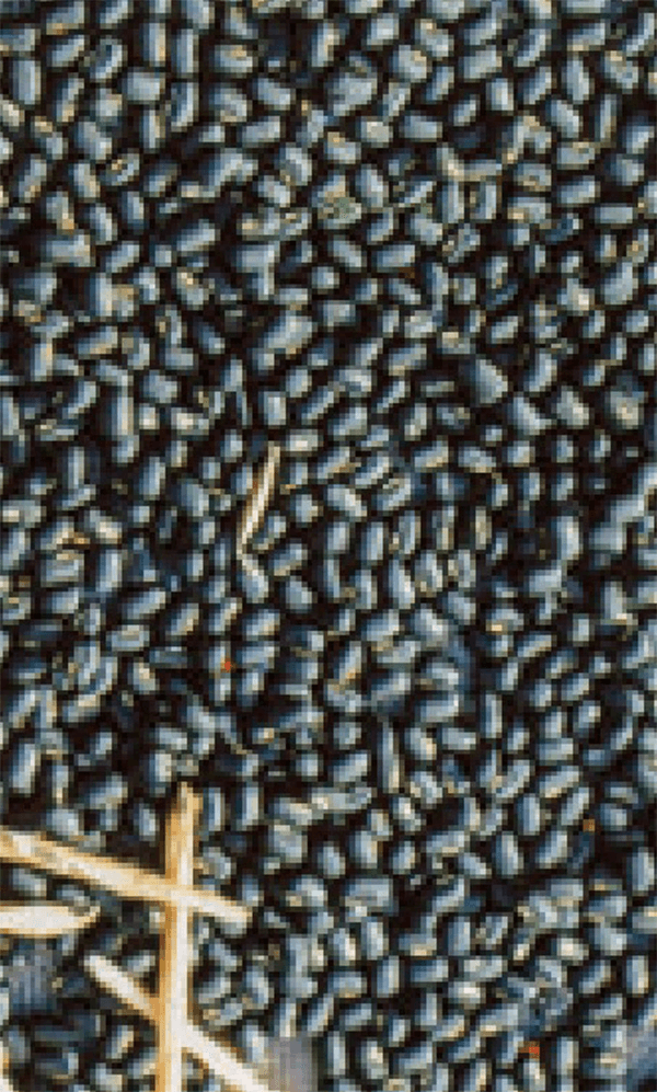 HB-101を使った場所に毎年芽を吹く黒あずきは、手入れをしなくても立派に収穫できます。