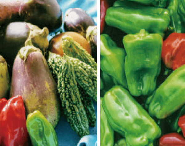 HB-101を苗作りから使って、根の張りが良く、株全体がすごく丈夫です。