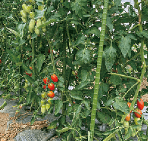 HB-101でトマトの糖度が高く、すごくおいしいです。