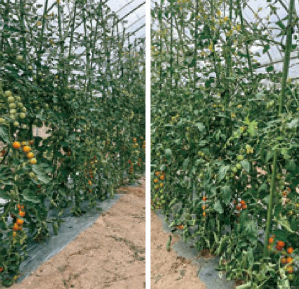 HB-101のおかげで、大きな障害が無く、トマトが育っています。