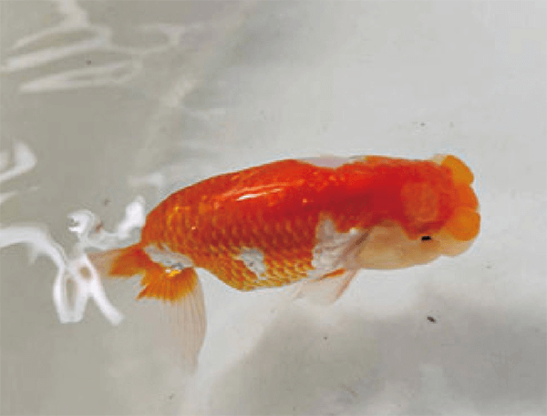 HB-101のおかげで、素晴らしい艶の蘭鋳が育ちました。