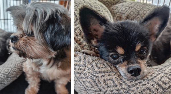 HB-101を愛犬の飲み水に入れているので、愛犬はすごく元気で、病気になったことが無いです。