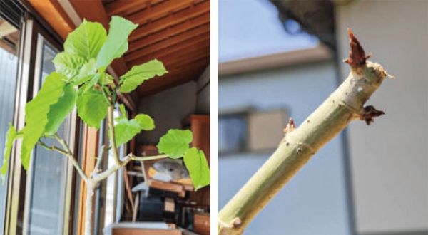 壊滅状態になったウンベラータが、HB-101のおかげで、新芽を出し、復活しました。