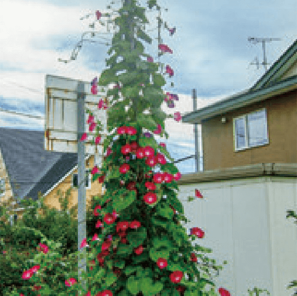 HB-101で、朝顔の花が沢山、咲きました。