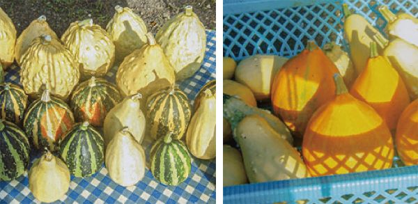 HB-101で、色々なかぼちゃがいっぱい取れ、東小学校に差し上げました。