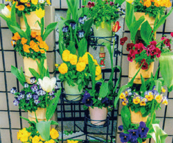 HB-101で葉が超元気になり、花の色づきが良いです。