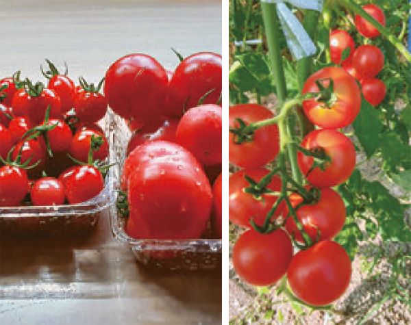 HB-101で美味しい作物が出来ます。