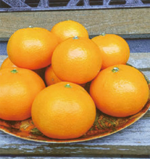 HB-101で、ミカンが大きく、重量感があり、おいしく仕上がりました。