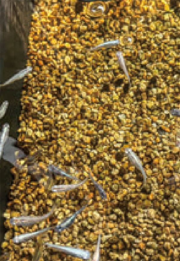 HB-101で、メダカは元気で、卵を毎年、産んでいます。