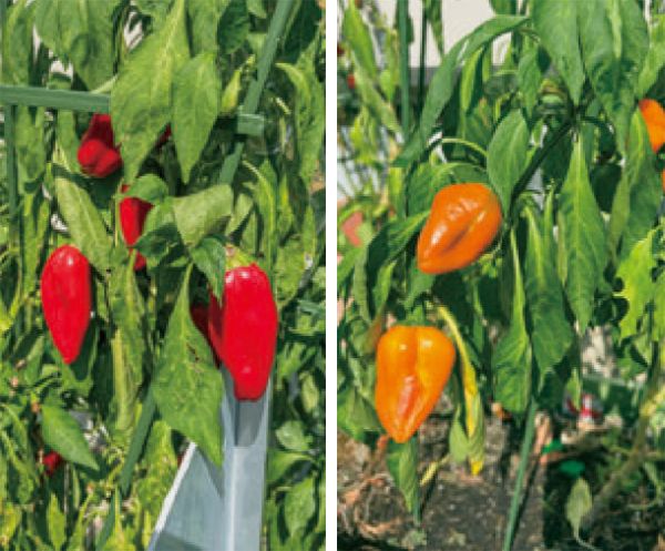 HB-101でメダカと熱帯魚と植物が、元気に育っています。