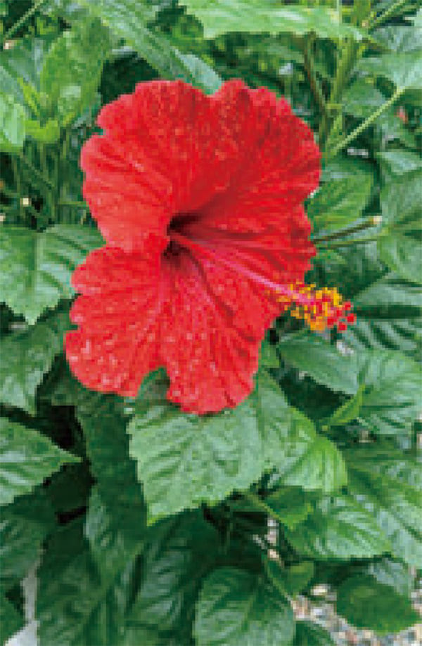 HB-101で、ハイピスカスの蕾がたくさん着き、大輪の花が咲きました。