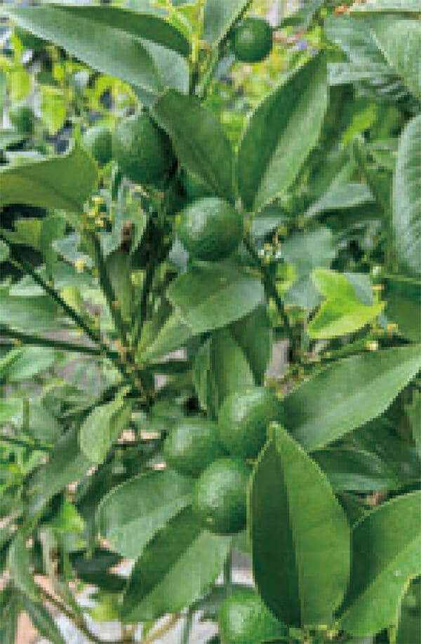 HB-101で、金柑の実が沢山、生り、甘くておいしいです。