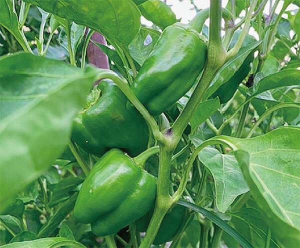 HB-101で野菜が超おいしいです。