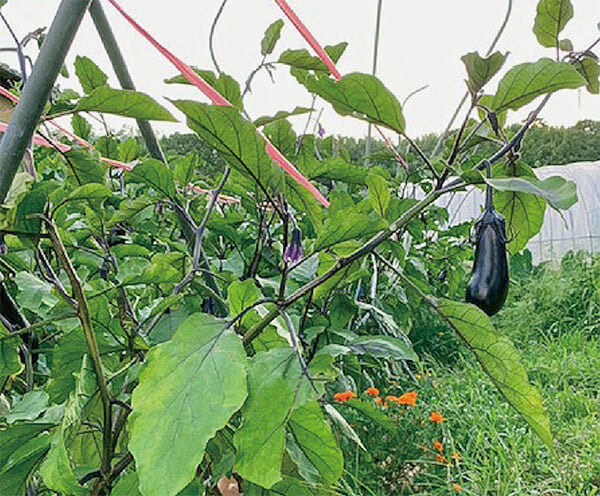 ナスを、HB-101で栽培しています。