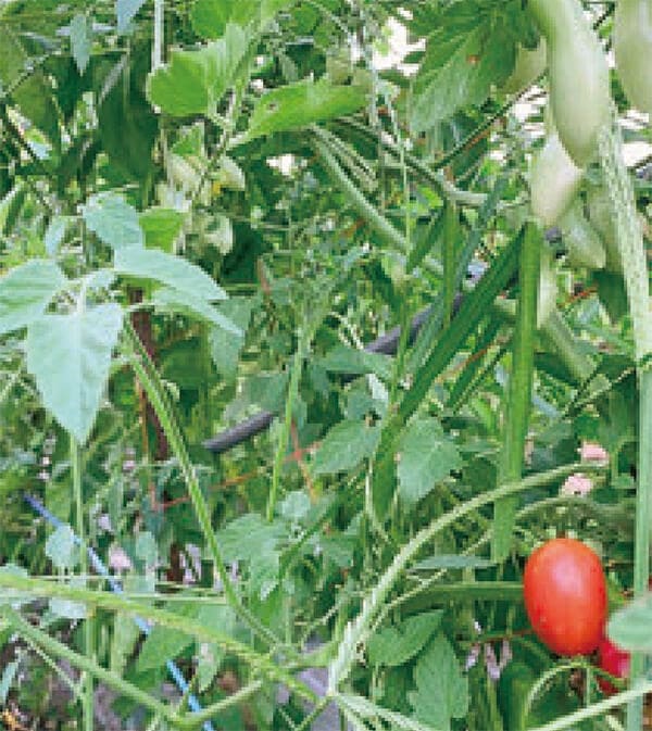 HB-101で、見事なミニトマトが出来つつあります。