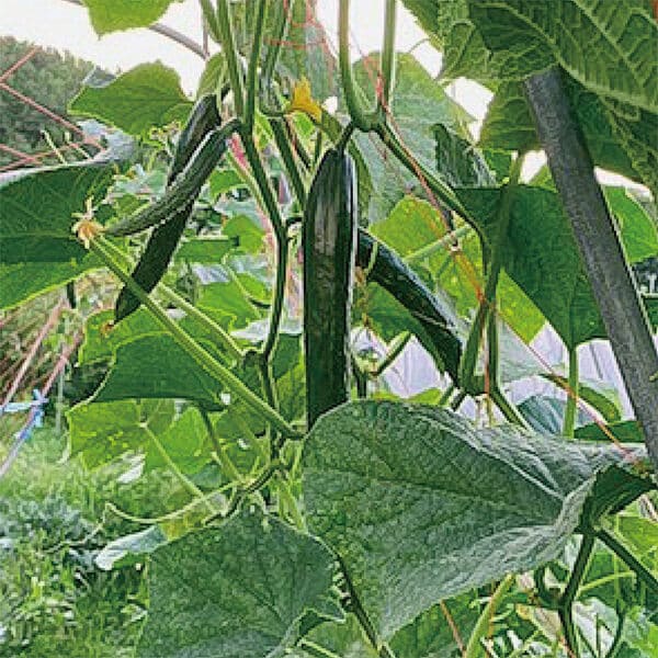キュウリにHB-101を使って、キュウリが育っています。